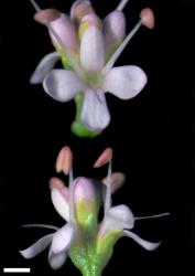 Veronica cupressoides. Flowers. Scale = 1 mm.
 Image: W.M. Malcolm © Te Papa CC-BY-NC 3.0 NZ